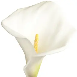 Hoa tuệ trắng