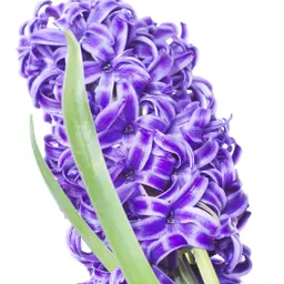 Hoa lan dạ hương