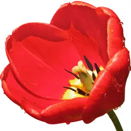 Tulip hồng