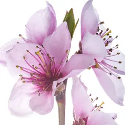 Hoa Đào