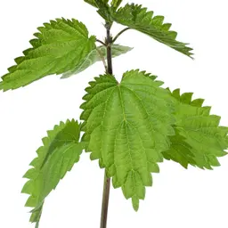 Cây tầm ma