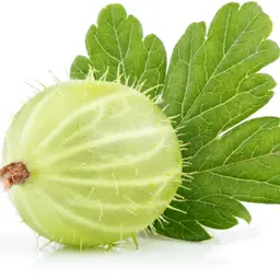 Quả lý gai