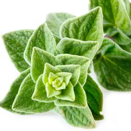 Kinh Giới Ngọt