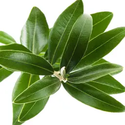 Lá Ô liu