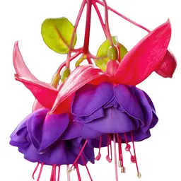 Hoa Lồng Đèn