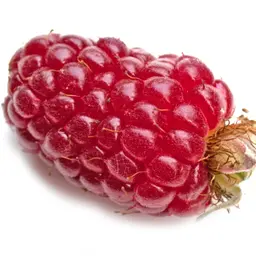 Dâu Tayberry