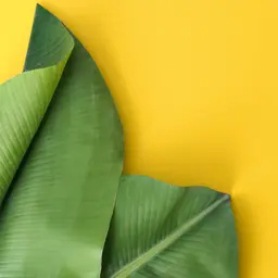 Hương hoa cỏ