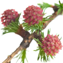 Cây đường tùng