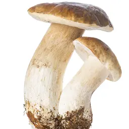 Nấm gan bò