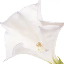 Hoa Cà Độc Dược