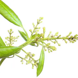 Hoa xoài