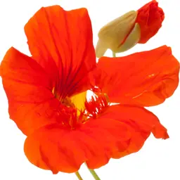 Hoa sen cạn