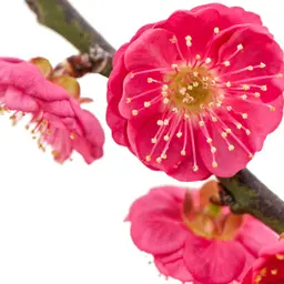 Hoa mận Hoa mận