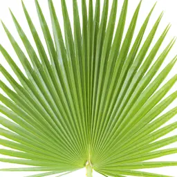 Cây cọ