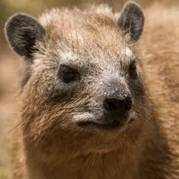 Đá Hyrax