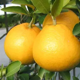 Quả Hassaku
