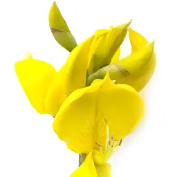 Hoa đậu chổi