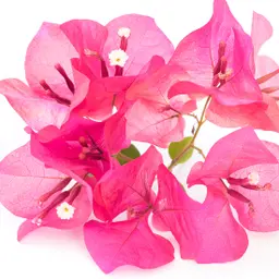 Hoa giấy Hoa giấy