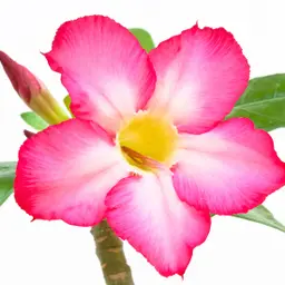 Hoa hồng sa mạc