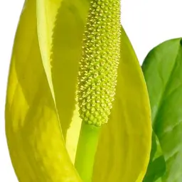 Bắp cải hôi