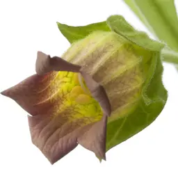 Cây cà độc dược