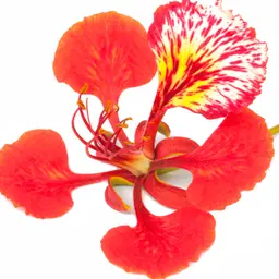 Cây giáng sinh