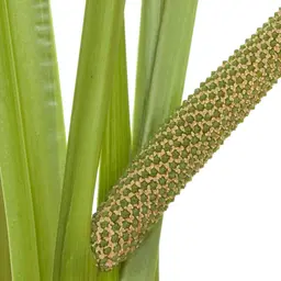 Cây thủy xương bồ