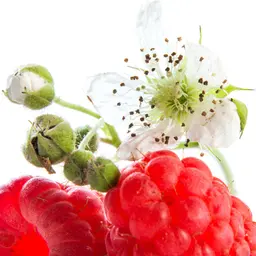 Phúc bồn tử