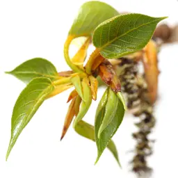 Nụ Cây Poplar