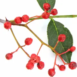 Tiêu Nhật Bản