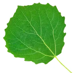 Cây Dương Lá Rung