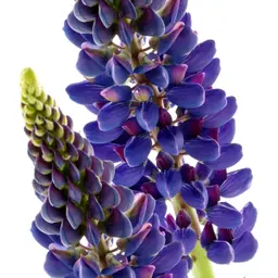 Hoa Lupin