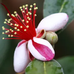 Hoa ổi