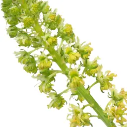 Hoa Reseda
