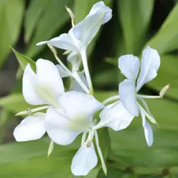 Hoa Gừng Trắng