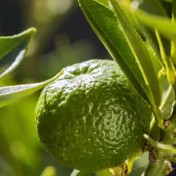 Cam Chinotto
