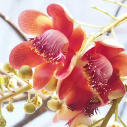Hương trầm