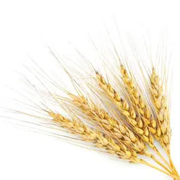 Lúa mạch đen Lúa mạch đen