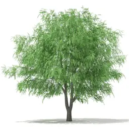 Liễu trắng