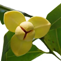 Hoa Lamduan