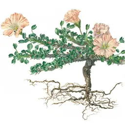 Nến Bushman