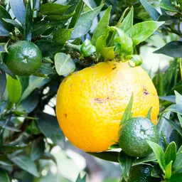 Cam Chinotto