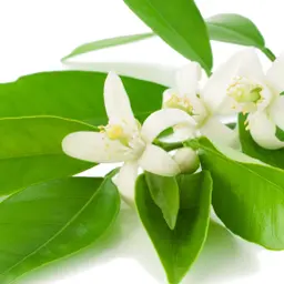 Hoa Cam Chinotto