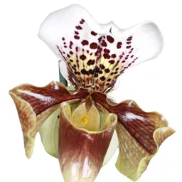 Hoa lan hài