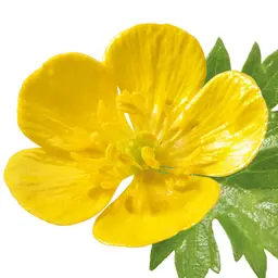 Hoa mao lương