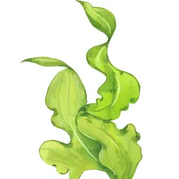 Tảo