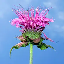 Cây Monarda