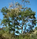 Nhựa Incienso