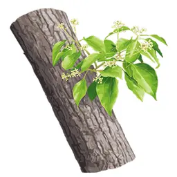Gỗ Ho Gỗ Ho