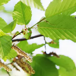 Cây sồi Cây sồi